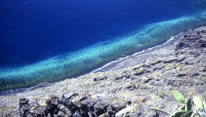 Urchin Barrens In The Canary Islands